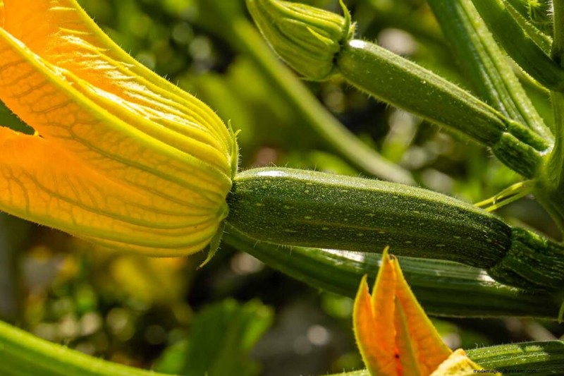 11 Pupuk Terbaik untuk Kebun Sayur yang Berkembang 