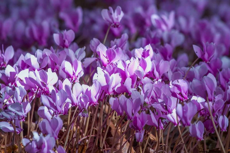 Grow Hardy Cyclamen:een praktische gids voor succes in de winterkleur en schaduwtuin 