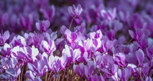 Grow Hardy Cyclamen:een praktische gids voor succes in de winterkleur en schaduwtuin 