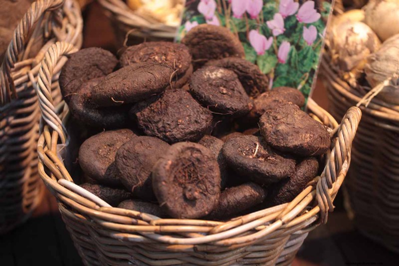 Grow Hardy Cyclamen:een praktische gids voor succes in de winterkleur en schaduwtuin 