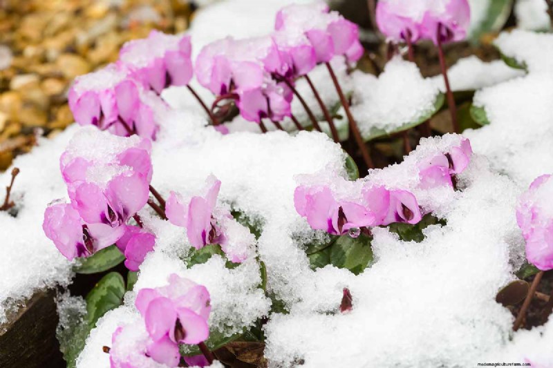 Grow Hardy Cyclamen:een praktische gids voor succes in de winterkleur en schaduwtuin 