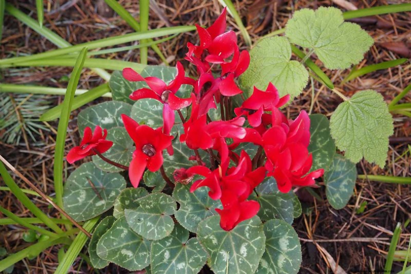 Grow Hardy Cyclamen:een praktische gids voor succes in de winterkleur en schaduwtuin 