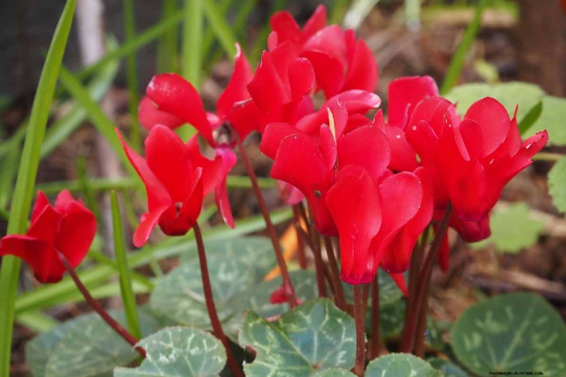 Grow Hardy Cyclamen:een praktische gids voor succes in de winterkleur en schaduwtuin 