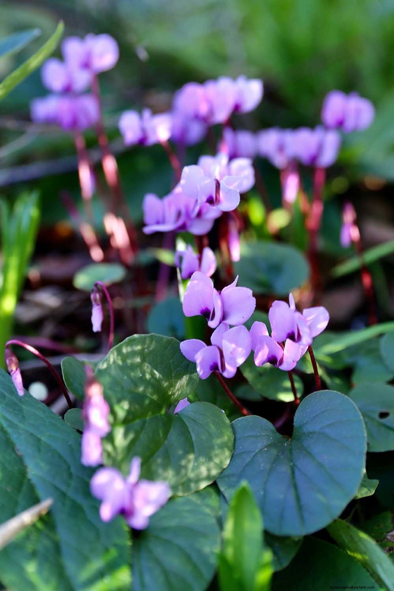 Grow Hardy Cyclamen:een praktische gids voor succes in de winterkleur en schaduwtuin 