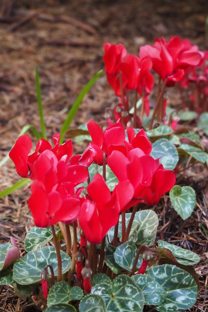 Grow Hardy Cyclamen:een praktische gids voor succes in de winterkleur en schaduwtuin 