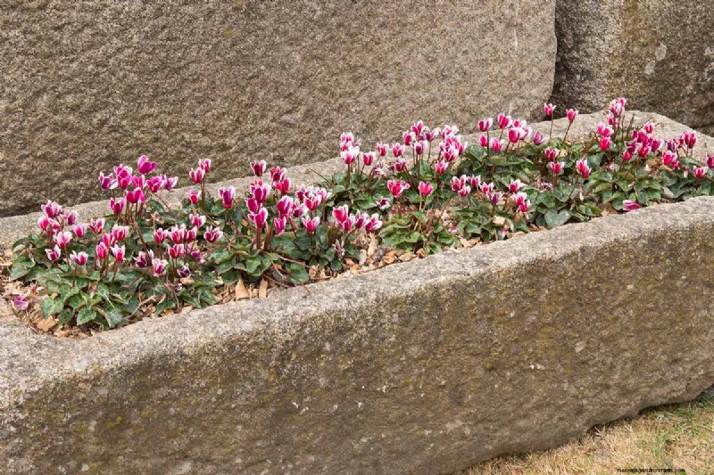 Grow Hardy Cyclamen:een praktische gids voor succes in de winterkleur en schaduwtuin 