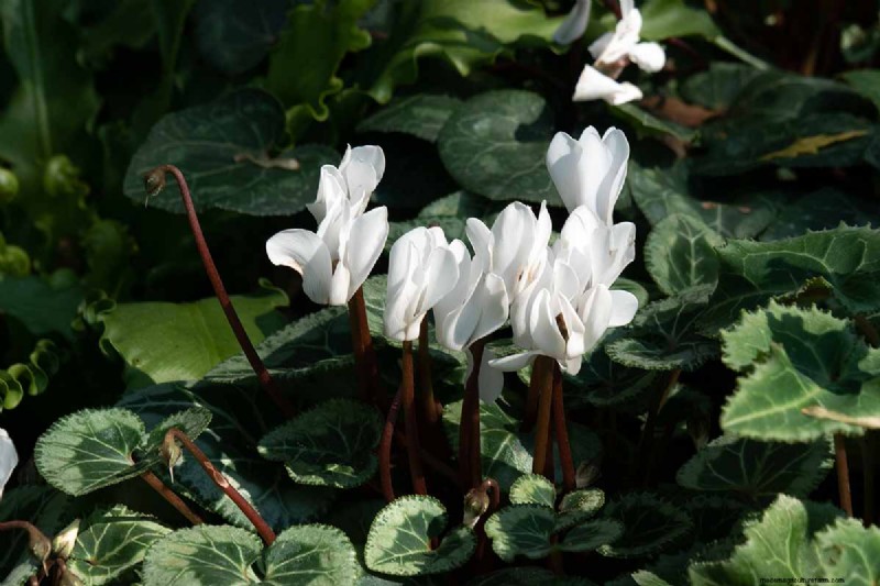 Grow Hardy Cyclamen:een praktische gids voor succes in de winterkleur en schaduwtuin 