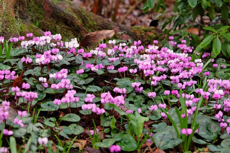 Grow Hardy Cyclamen:een praktische gids voor succes in de winterkleur en schaduwtuin 