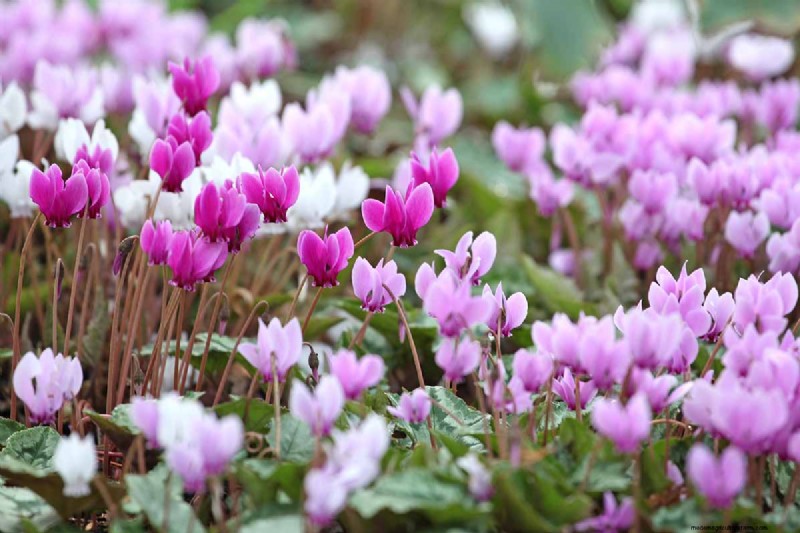 Grow Hardy Cyclamen:een praktische gids voor succes in de winterkleur en schaduwtuin 