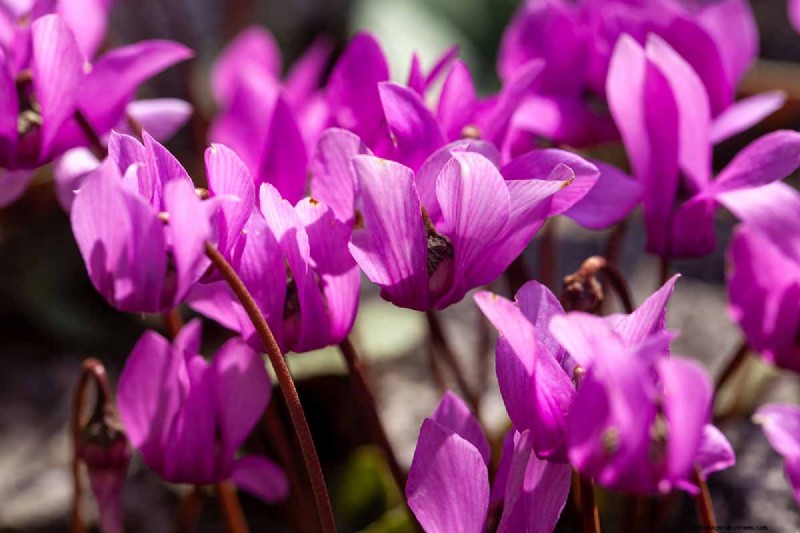 Grow Hardy Cyclamen:een praktische gids voor succes in de winterkleur en schaduwtuin 