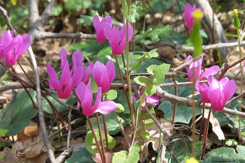 Grow Hardy Cyclamen:een praktische gids voor succes in de winterkleur en schaduwtuin 