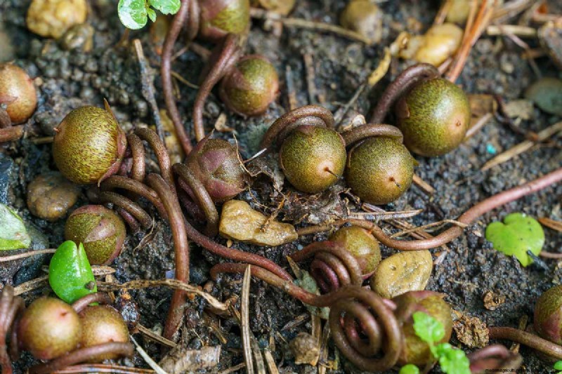 Grow Hardy Cyclamen:een praktische gids voor succes in de winterkleur en schaduwtuin 
