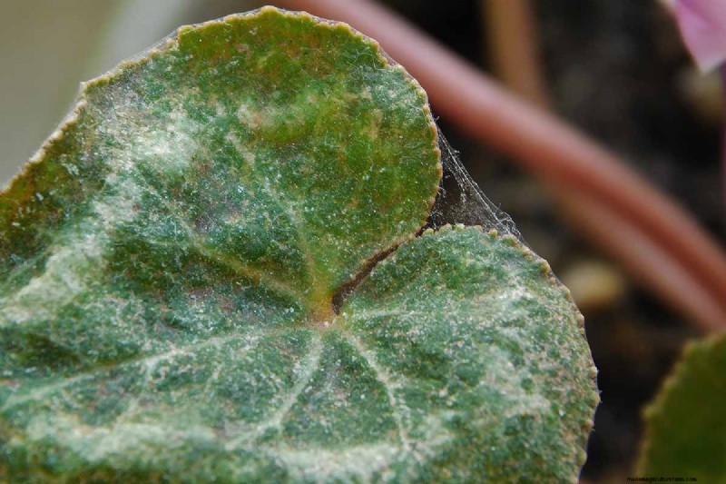 Grow Hardy Cyclamen:een praktische gids voor succes in de winterkleur en schaduwtuin 