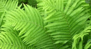 Come coltivare le felci di struzzo (Matteuccia struthiopteris):una guida completa alla cura 