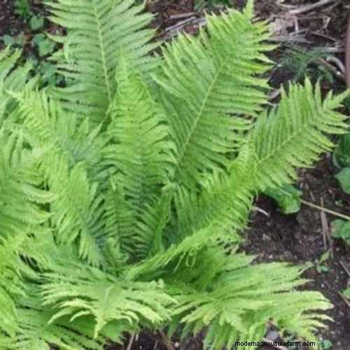 ダチョウシダ (Matteuccia struthiopteris) の育て方:完全なケアガイド 