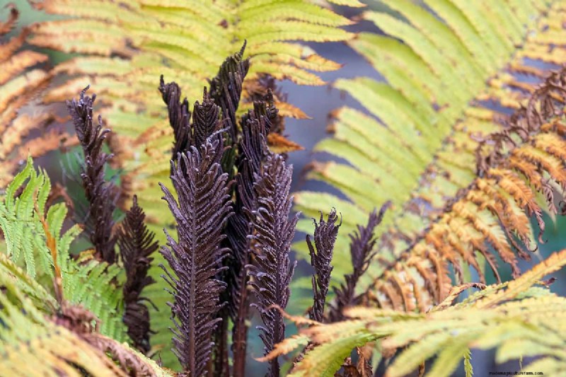 ダチョウシダ (Matteuccia struthiopteris) の育て方:完全なケアガイド 