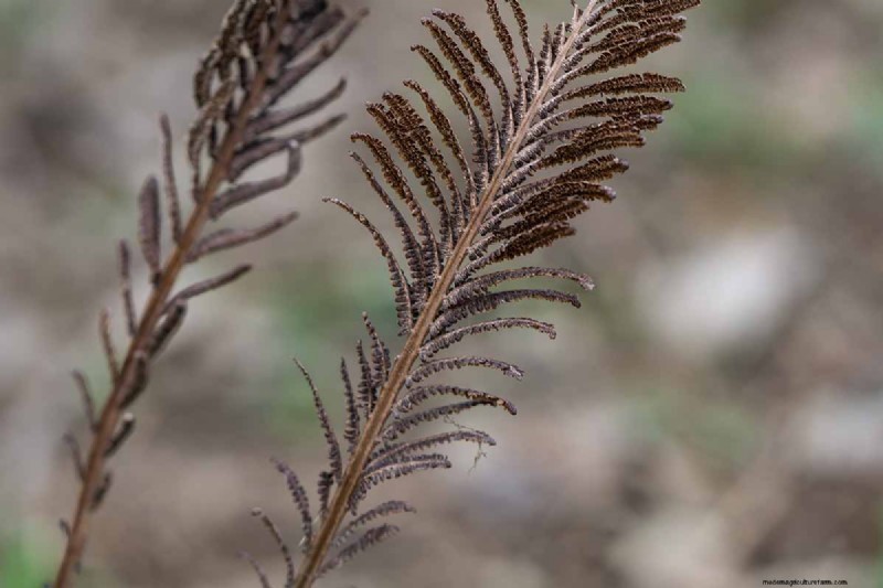 ダチョウシダ (Matteuccia struthiopteris) の育て方:完全なケアガイド 