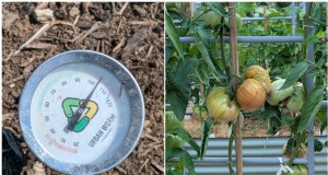 Stehen Sie vor einer Hitzewelle? Rüsten Sie Ihre Tomatenpflanzen mit einem bewährten Survival-Kit aus 