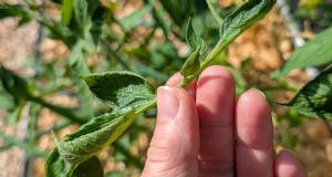 Perché le foglie di pomodoro si arricciano? Identifica le cause e risolvile rapidamente 