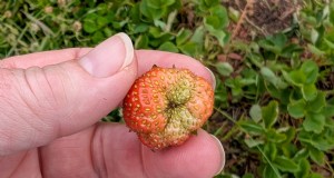 Lås upp Big, Juicy Strawberries:The Crucial Role of Pollination 