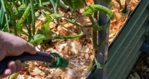 ¿Cuánta agua necesitan los tomates? Una guía moderna para el riego profundo versus el riego frecuente 