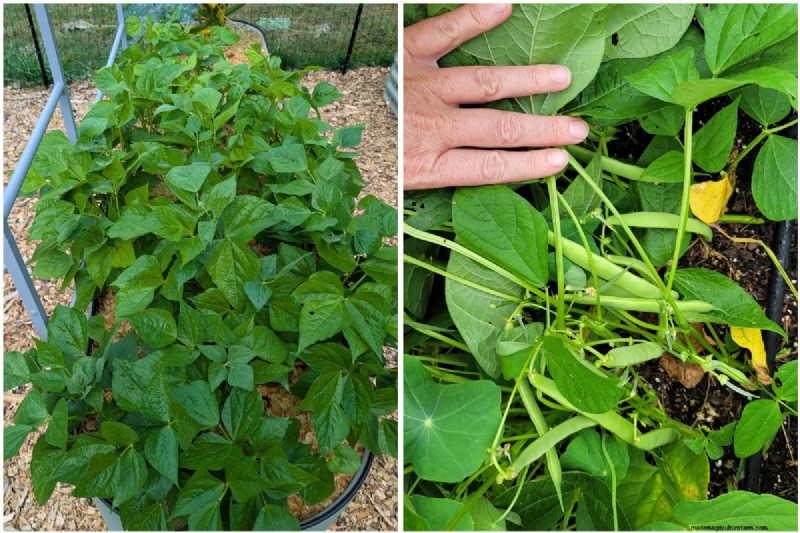 豆の収穫を最大限に高める:マメ科植物を成長させるための専門家のヒント 