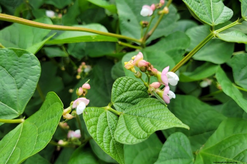 豆の収穫を最大限に高める:マメ科植物を成長させるための専門家のヒント 