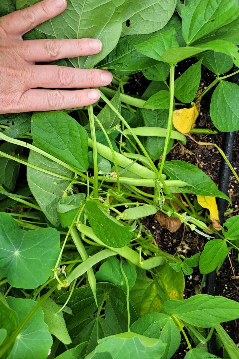 豆の収穫を最大限に高める:マメ科植物を成長させるための専門家のヒント 