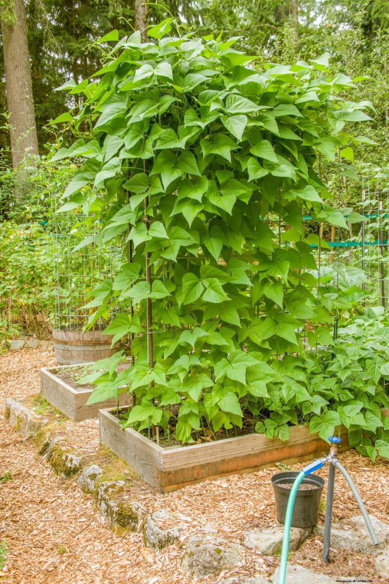 豆の収穫を最大限に高める:マメ科植物を成長させるための専門家のヒント 
