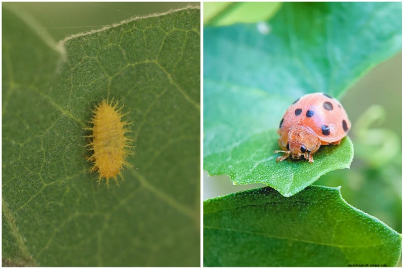 豆の収穫を最大限に高める:マメ科植物を成長させるための専門家のヒント 