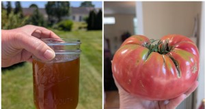 Routine professionale di alimentazione dei pomodori che produce raccolti succosi ogni anno 