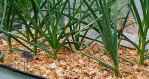 Mantillo de hojuelas de pino:la mejor opción asequible para un jardín saludable 
