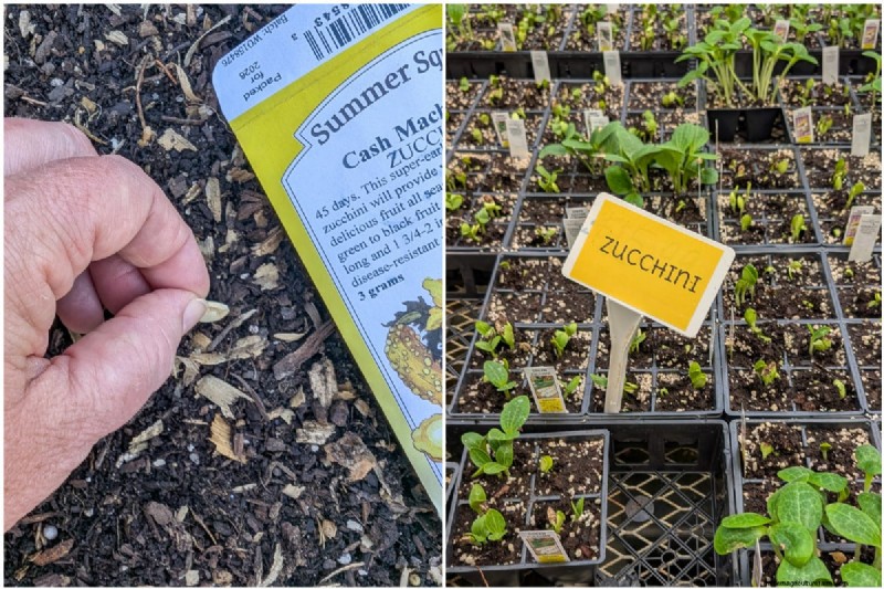 Courgettes et courges d été :truie directe ou transplantation – quelle méthode offre le meilleur rendement ? 