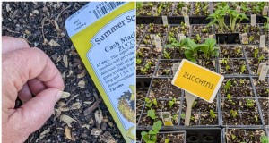 Calabacín y calabaza de verano:siembra directa versus trasplante:¿qué método ofrece el mejor rendimiento? 