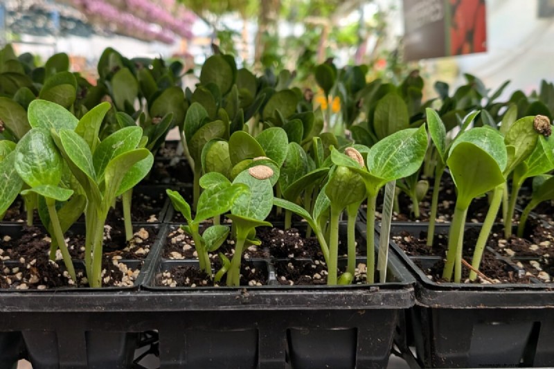 Courgettes et courges d été :truie directe ou transplantation – quelle méthode offre le meilleur rendement ? 