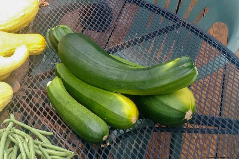 Courgettes et courges d été :truie directe ou transplantation – quelle méthode offre le meilleur rendement ? 