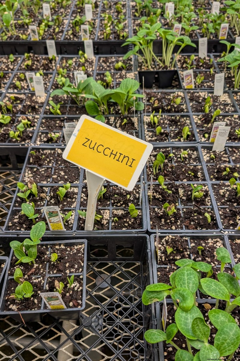 Courgettes et courges d été :truie directe ou transplantation – quelle méthode offre le meilleur rendement ? 