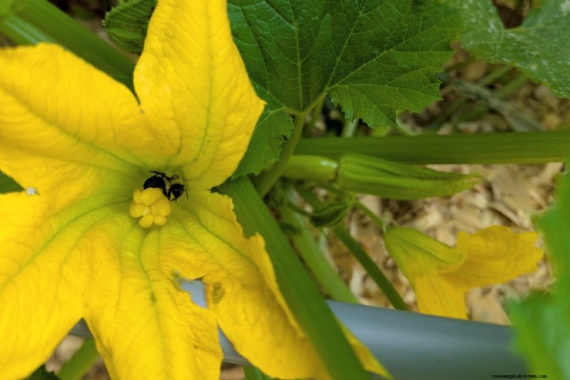 Courgettes et courges d été :truie directe ou transplantation – quelle méthode offre le meilleur rendement ? 