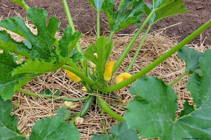 Courgettes et courges d été :truie directe ou transplantation – quelle méthode offre le meilleur rendement ? 