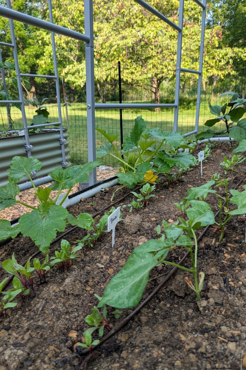 Courgettes et courges d été :truie directe ou transplantation – quelle méthode offre le meilleur rendement ? 