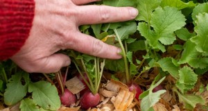 7 tareas de finales de primavera para simplificar su jardín de verano 