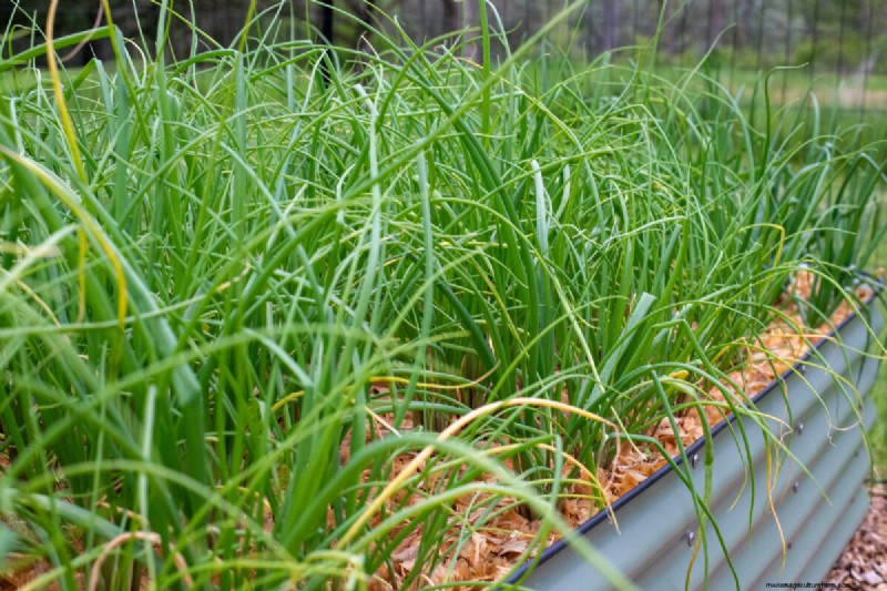 7 tâches de fin de printemps pour simplifier votre jardin d’été 