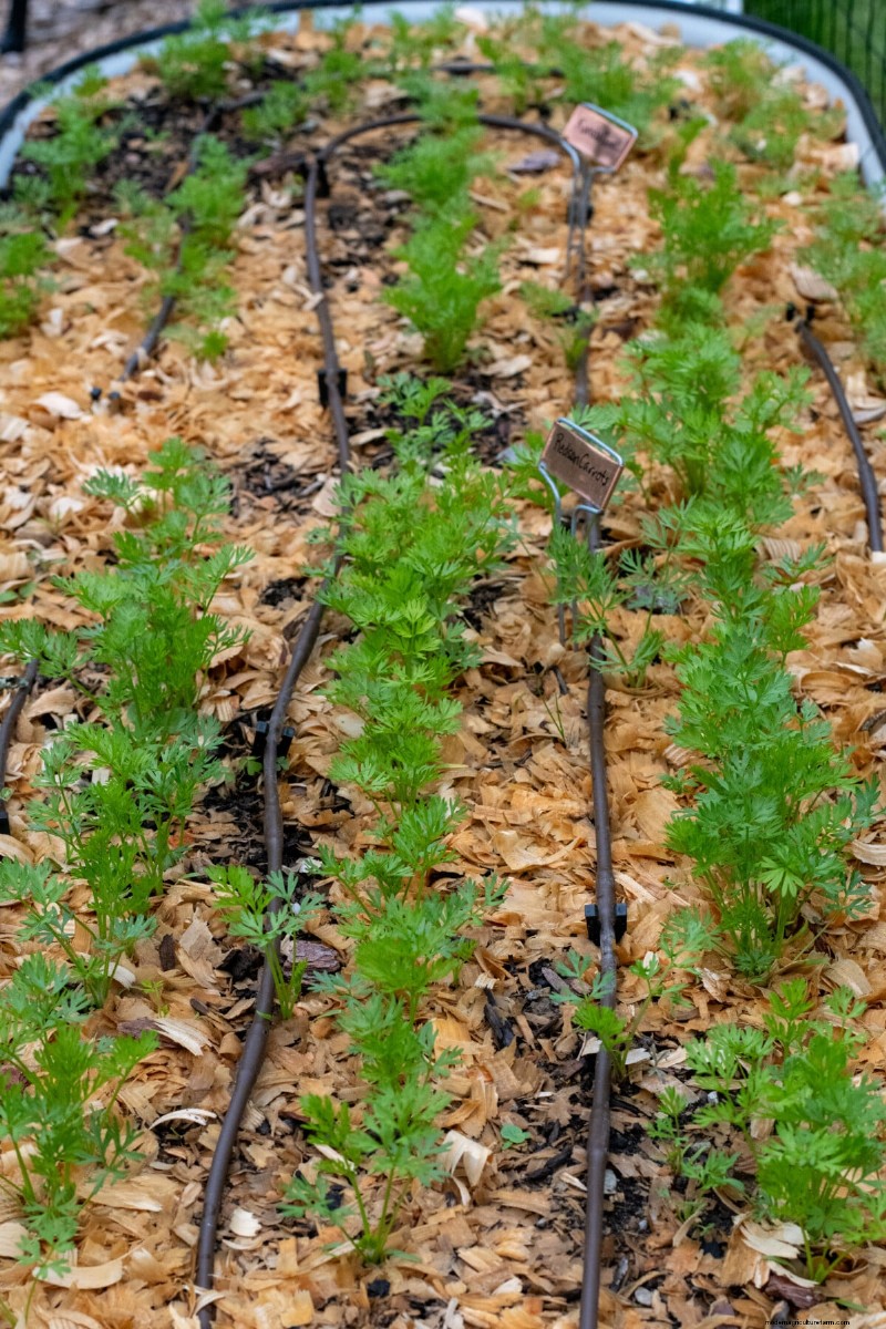 7 tâches de fin de printemps pour simplifier votre jardin d’été 