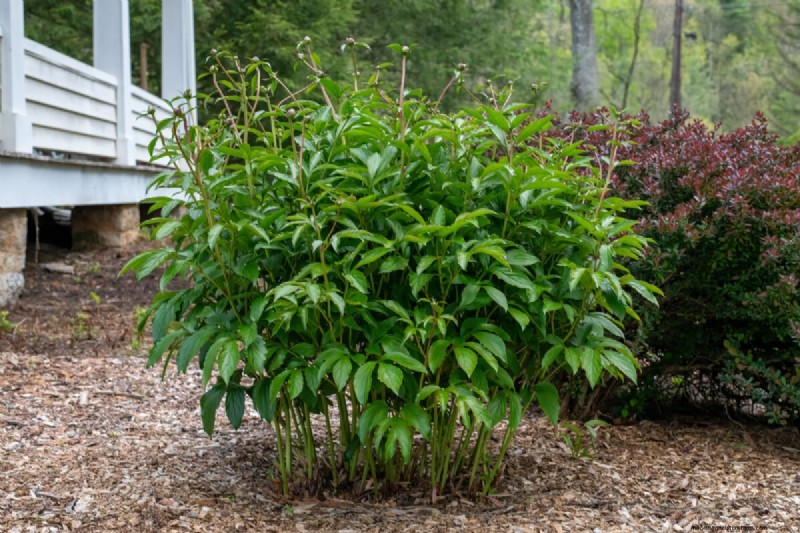 7 tâches de fin de printemps pour simplifier votre jardin d’été 