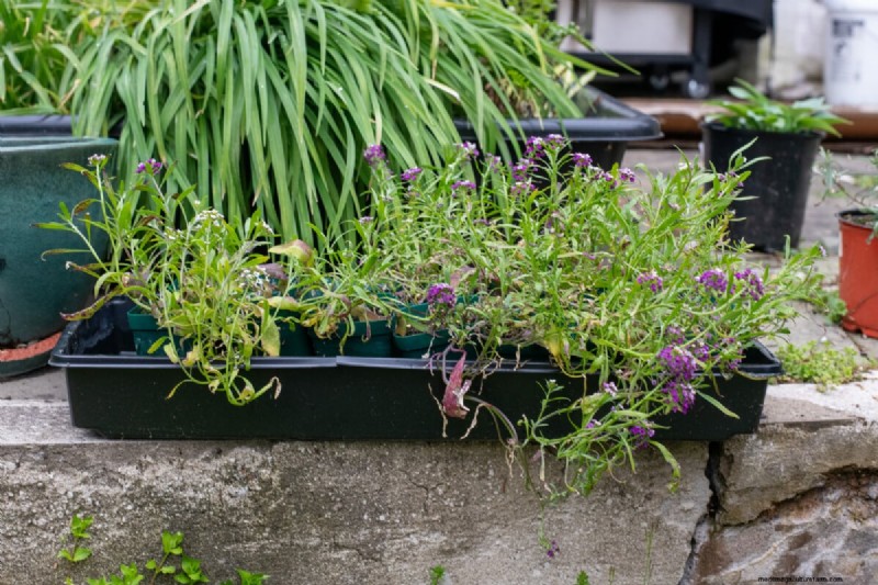 7 tâches de fin de printemps pour simplifier votre jardin d’été 