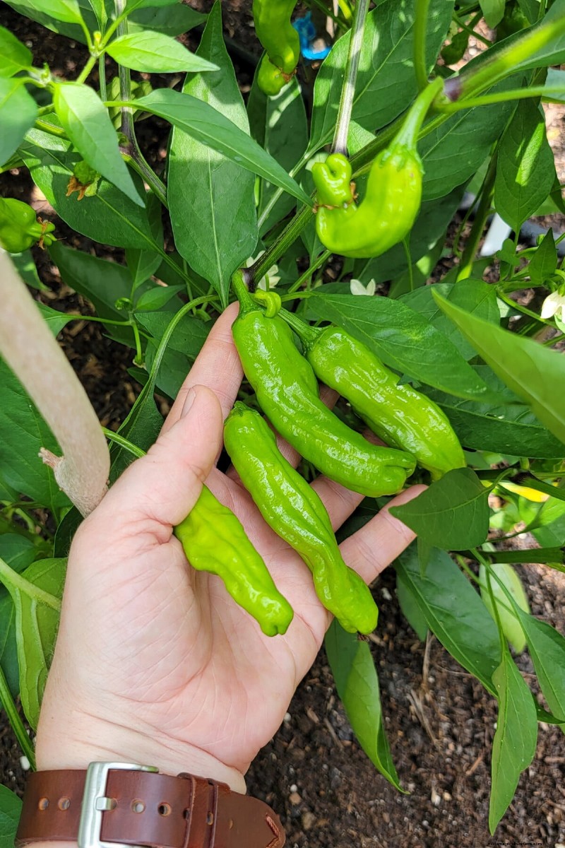 Maîtrisez trois règles éprouvées pour cultiver des poivrons impeccables et savoureux à chaque fois 