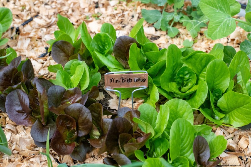 5 erreurs courantes de jardinage printanier et comment les éviter 