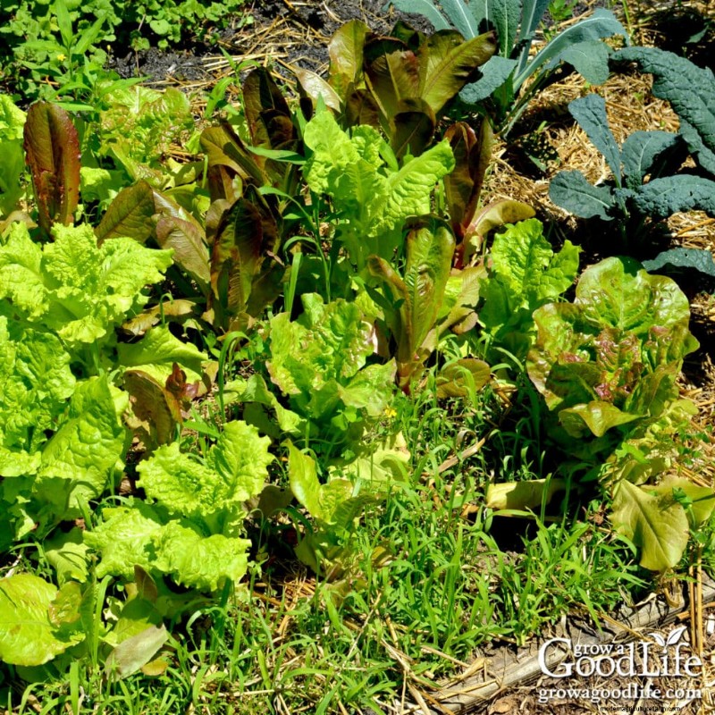 Comment les mauvaises herbes du jardin révèlent la santé de votre sol 