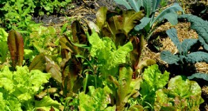 Comment les mauvaises herbes du jardin révèlent la santé de votre sol 