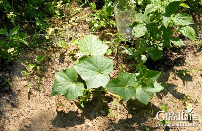 Comment les mauvaises herbes du jardin révèlent la santé de votre sol 